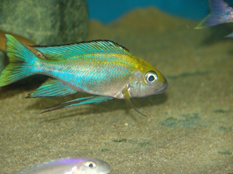 Cunningtonia longiventralis 'Cape Kachese'